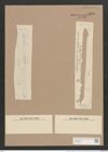 Synedra ulna var. spathulifera Grun. (de-Toni-Nr.: Genus 66, Species 2584) Zeichnungen Sammlung Grunow Nr. 5223 (NHMW-BOT-W0373592)